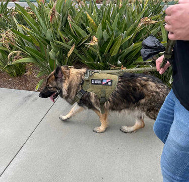 Lightweight Tactical Dog Leash With Dual Handles | Bungee Cord Leash | Built For Tugs, Built To Last